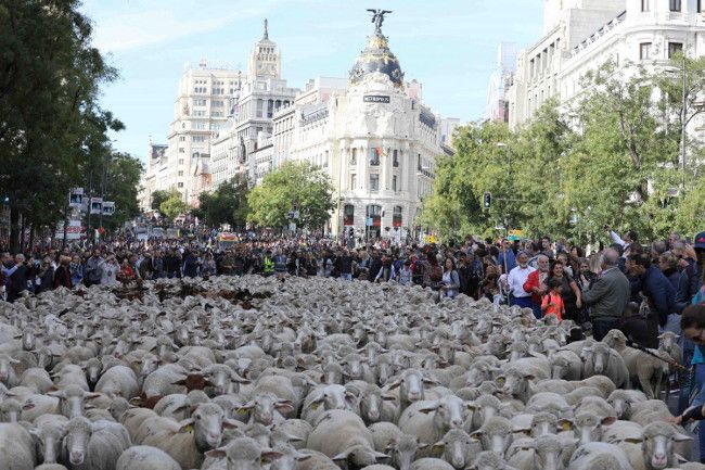 Ovejas-en-calle-alcala-la-fiesta-de-la-trashumancia