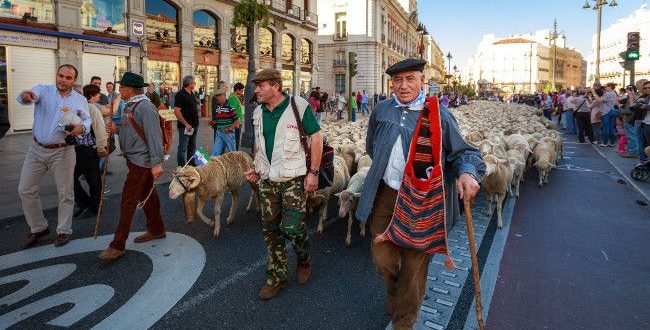 Ovejas-en-la-puerta-del-sol-la-fiesta-de-la-trashumancia