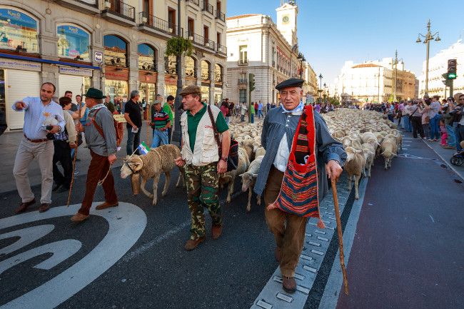 Ovejas-en-la-puerta-del-sol-la-fiesta-de-la-trashumancia